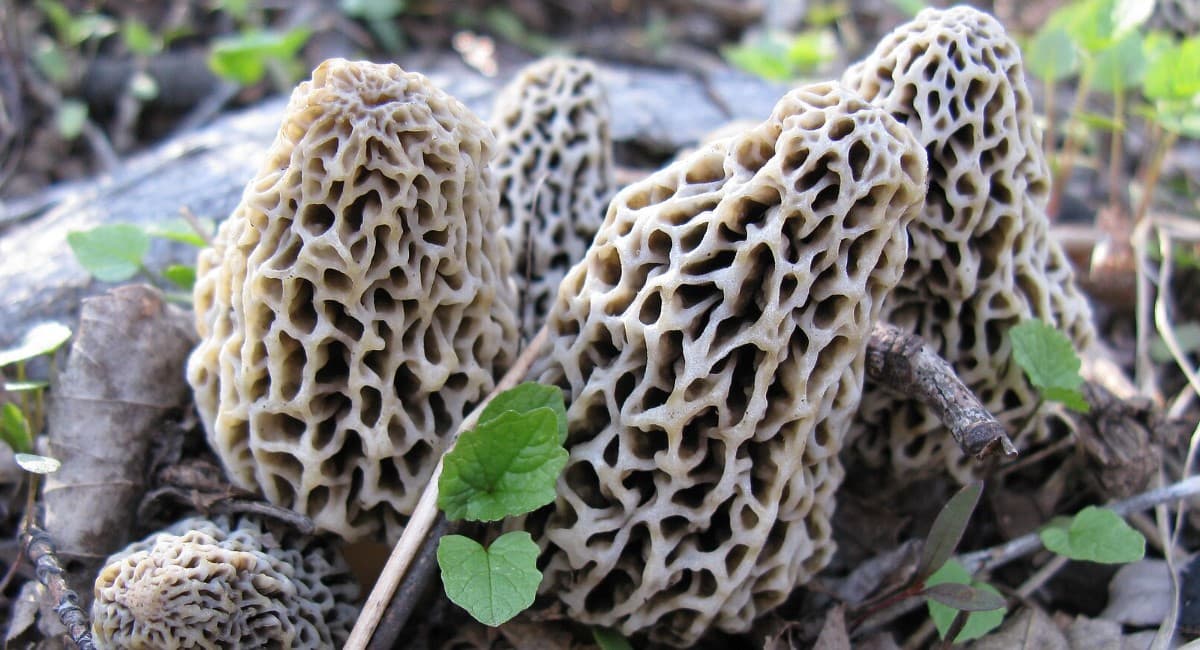 Грибы выйдут раньше срока: в лесах Свердловской области ожидается грибной бум благодаря снежной зиме