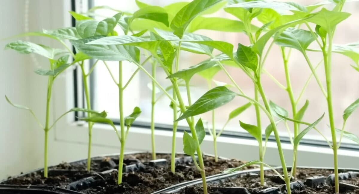 Каждый год сею сладкий перец в эти даты: урожай в два раза больше обычного