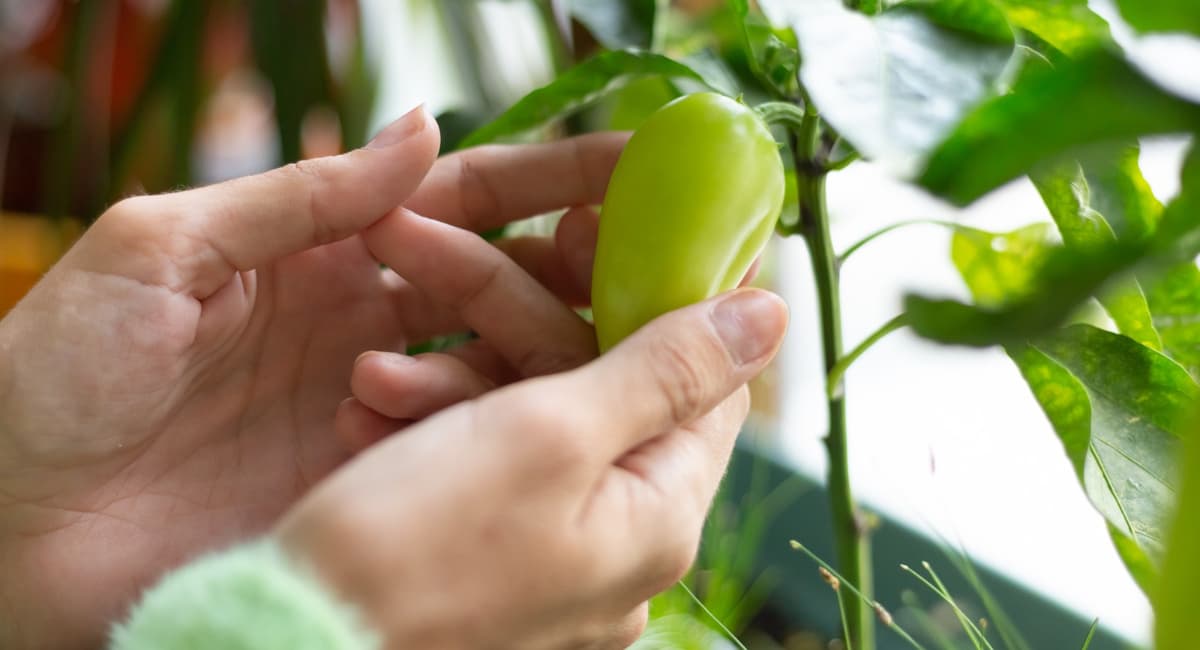 Лучшие сроки для посева перца на рассаду по Лунному календарю 2026