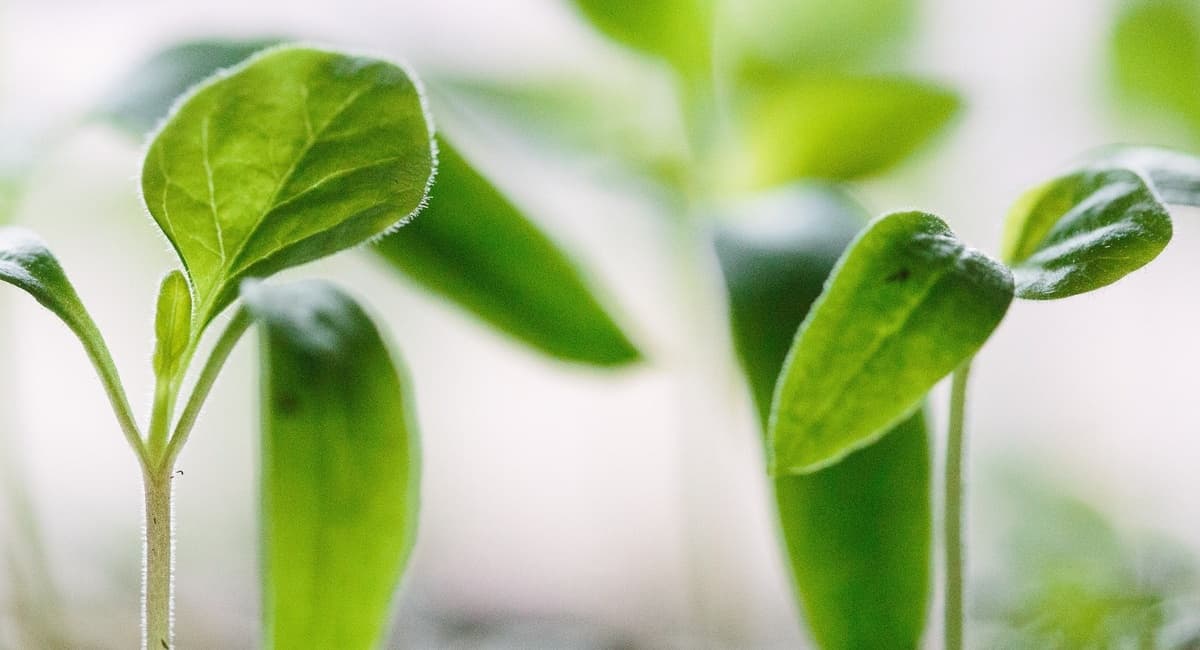 Будет ли весна ранней: когда сеять семена на рассаду в 2026, чтобы не промахнуться со сроками