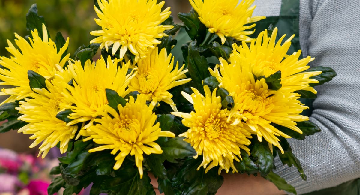 Чтобы цвели до заморозков: зимнее черенкование хризантем — простой способ размножить любимые цветы