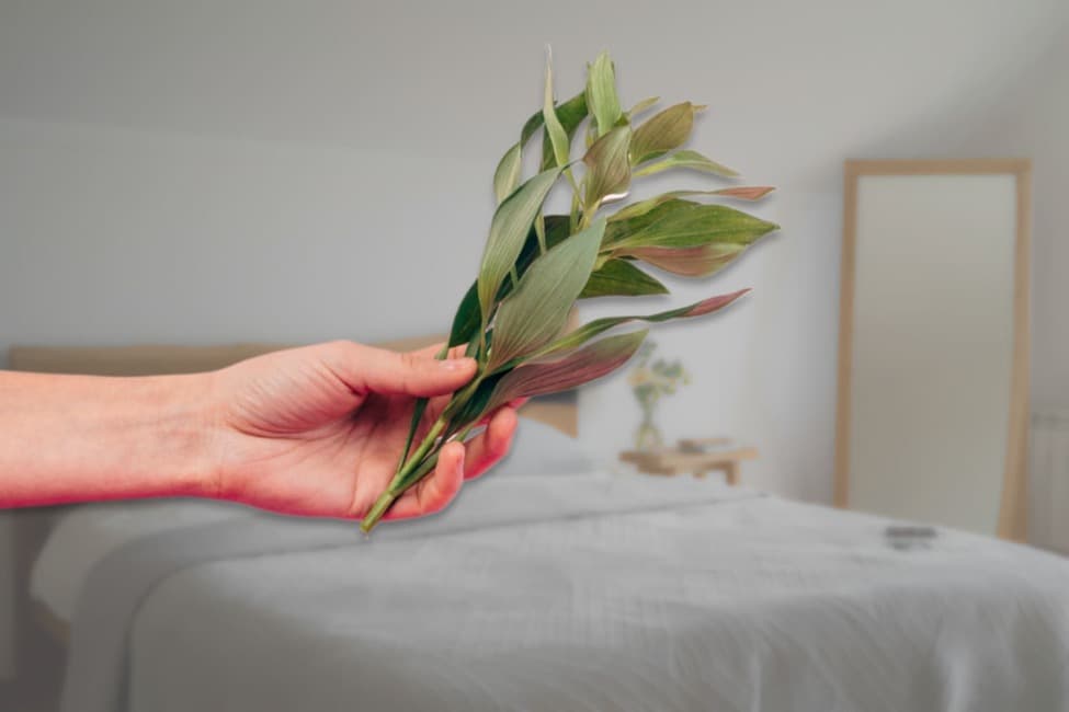 Поджигаю лавровый лист в квартире раз в неделю - настоящая находка для хозяек, которые хранят семейный очаг