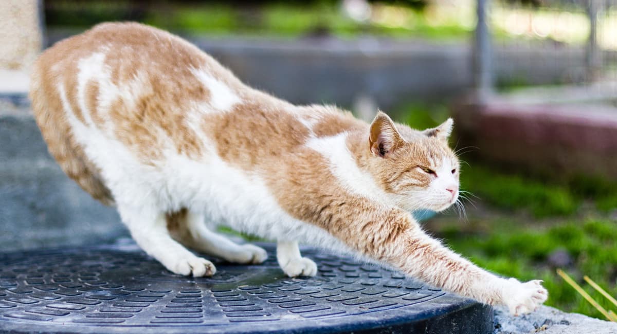 Ученые раскрыли тайну: почему коты всегда приземляются на лапы