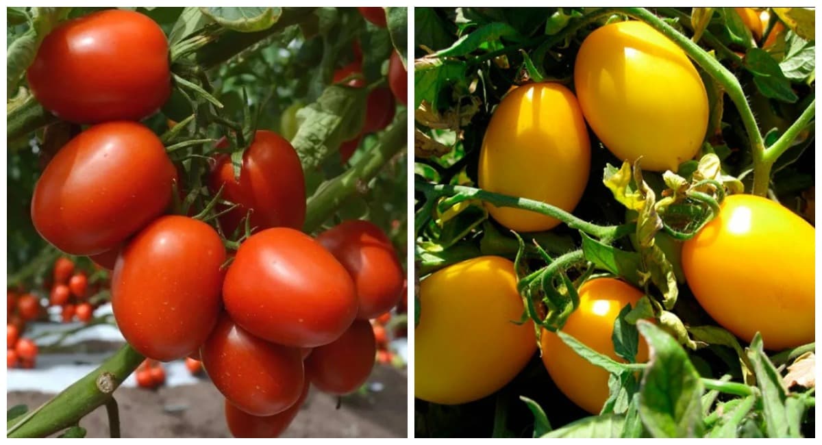 Для засолки выбираю только 1 сорт: плоды ровные, не трескаются – не томат, а сахарное чудо