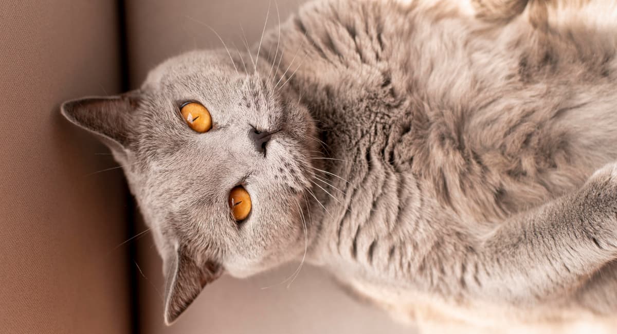 Ученые наконец выяснили, зачем кошки приносят мышей к порогу