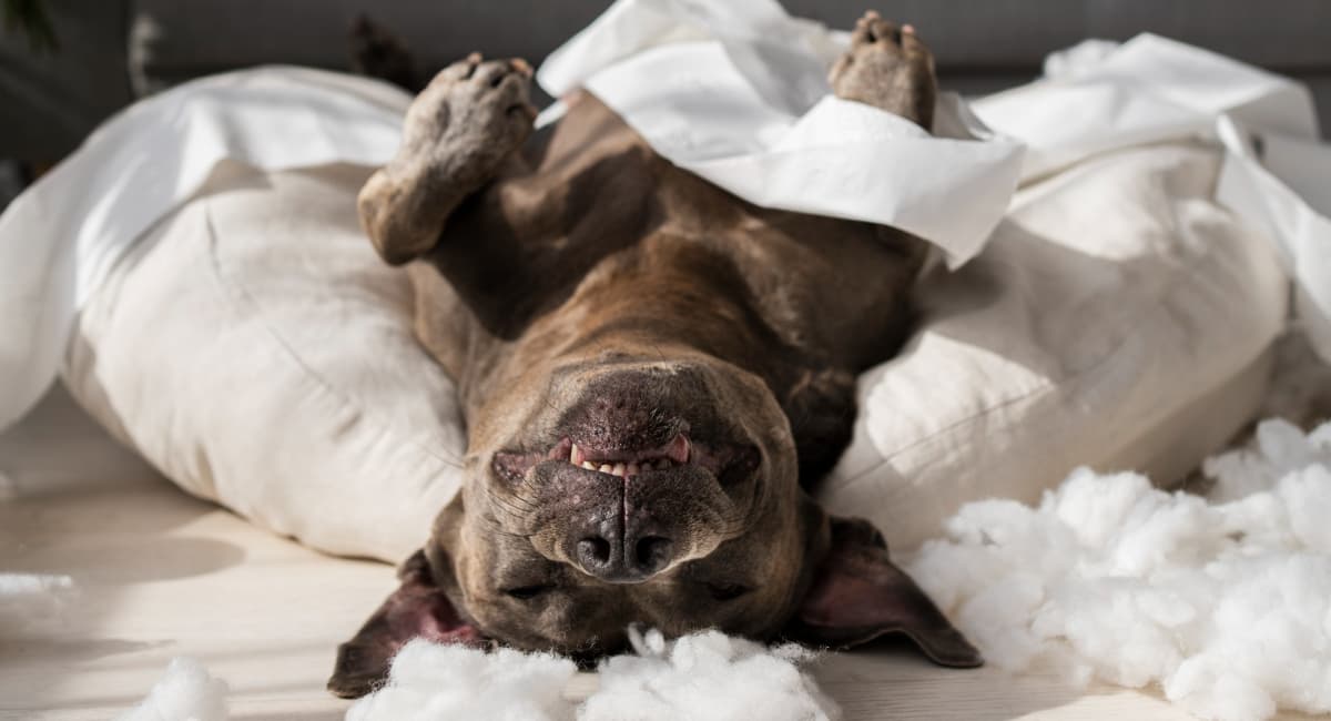 Зоологи выяснили, зачем собаки крутятся на месте перед тем, как лечь