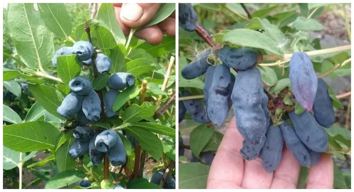 До набухания почек — обязательно: сыплем вокруг жимолости 3 пригоршни порошка — собираем ягоды ведрами