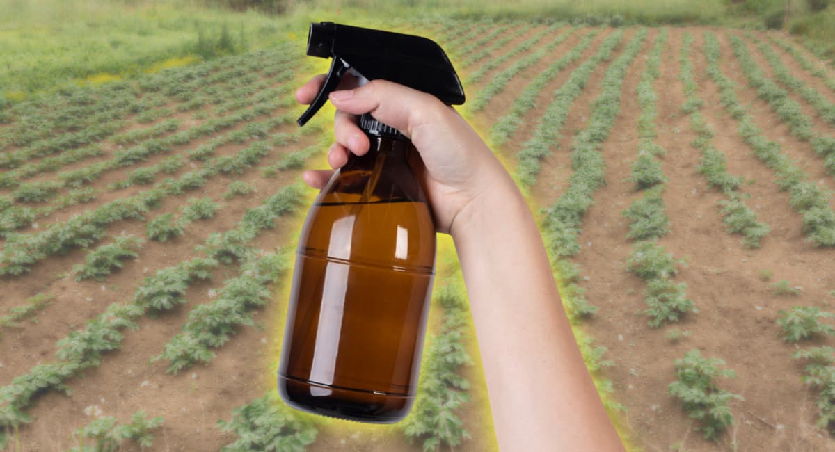 15 мл в ведро — опрыскиваем картофель перед посадкой: колорадского жука ветром сдует