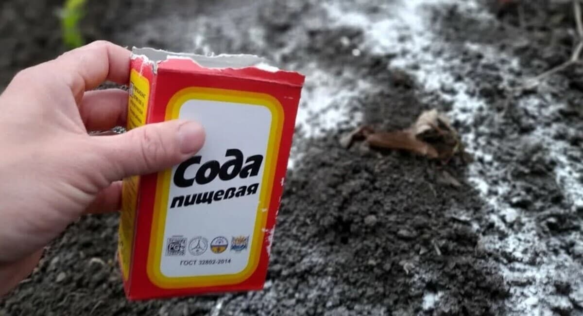 Ушлые дачники весной скупают соду пачками — это обязательно: от вредителей и для урожая — 3 лайфхака