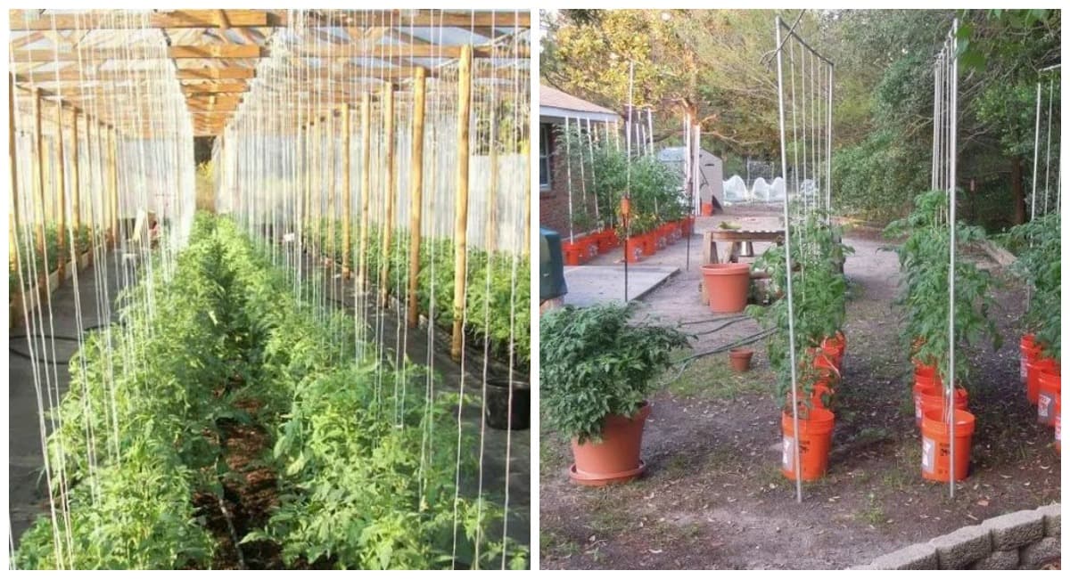 Обычные опоры — не надёжны: показываю шпалерную систему для высокорослых томатов, урожай в 2 раза выше