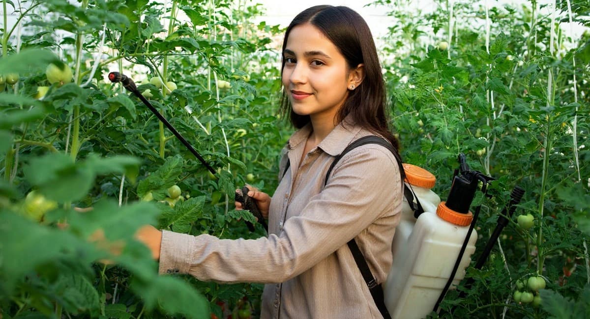 Фитофтора исчезнет навечно: просто прыскаю 1 жижу на сеянцы — море завязей, помидоры некуда девать