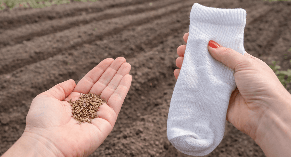 Уже 3 год насыпаю семена в носок — и закапываю: морковь всходит разом — ни одного пустого места