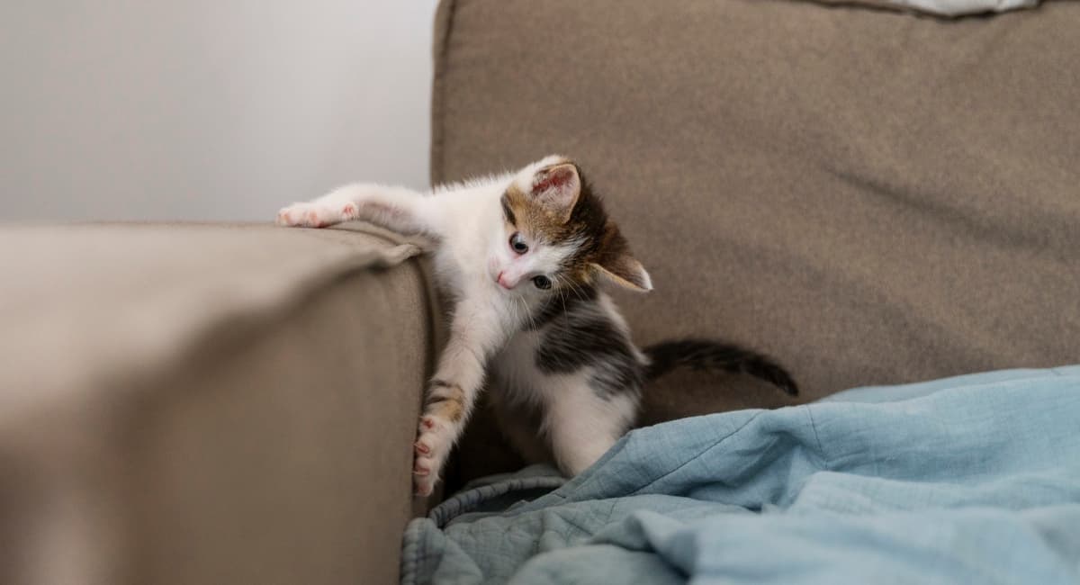 Не царапают мебель и не метят углы: 4 породы кошек с покладистым характером для тех, кто ценит порядок
