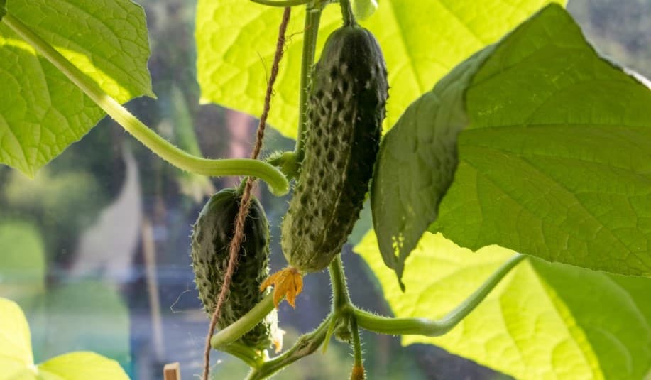 Только эти огурцы посажу в 2026 году: эти хрустящие огурчики заваливают урожаем каждый год