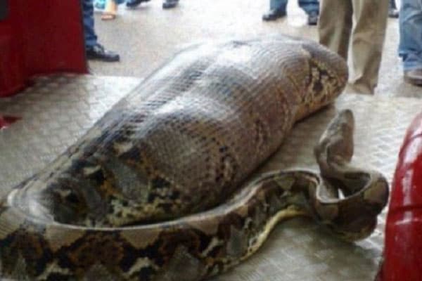 Домашний питон заживо проглотил свою хозяйку