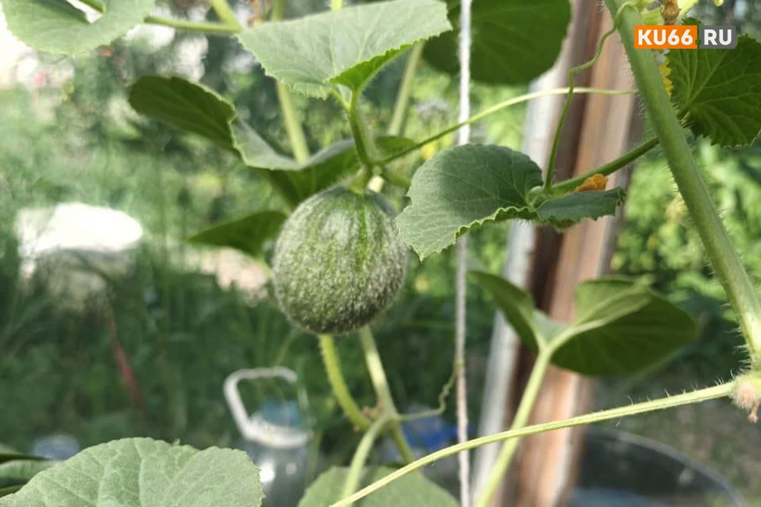 «Огурцы с помидорами поменялись формой» — жительница Каменска-Уральского вырастила необычный урожай 