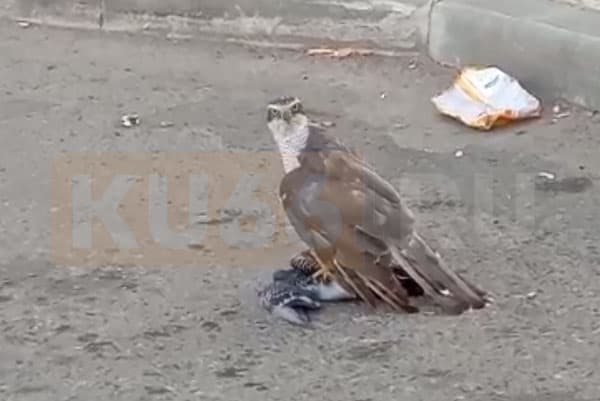 "Запираем мелких собак и котов дома - в городе хищник!" В Каменске-Уральском заметили дикую птицу, напавшую на голубя