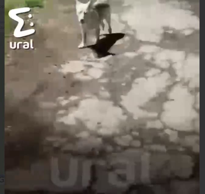 «Вот смерть моя и настала» — найденная мёртвой в Каменске-Уральском девушка записала перед гибелью шуточное видео 