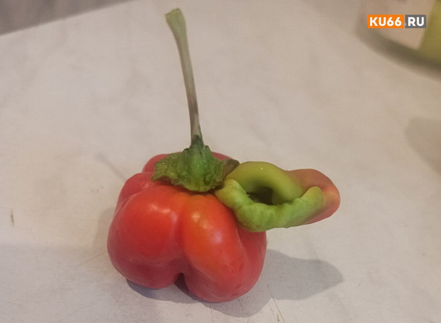 Под Каменском-Уральским женщина вырастила необычный перец 