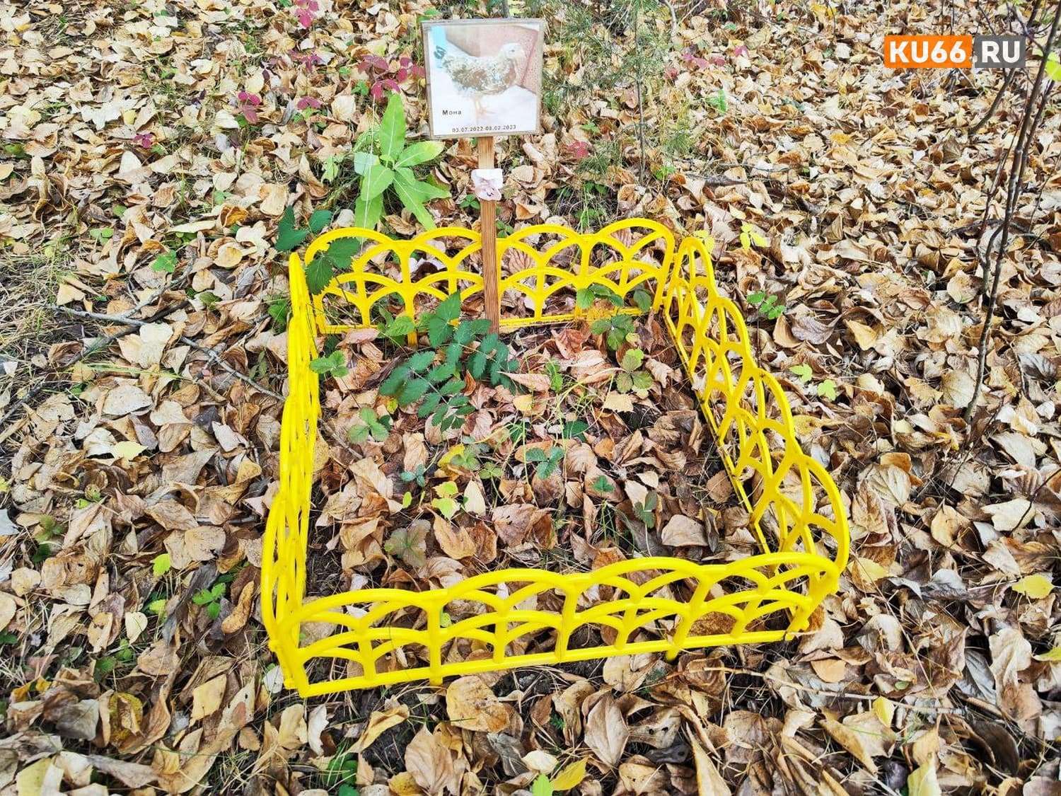 «Просто ужас!». В Каменске-Уральском появилось ещё одно кладбище домашних животных