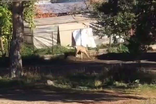 Жители Каменска-Уральского заметили очередную косулю