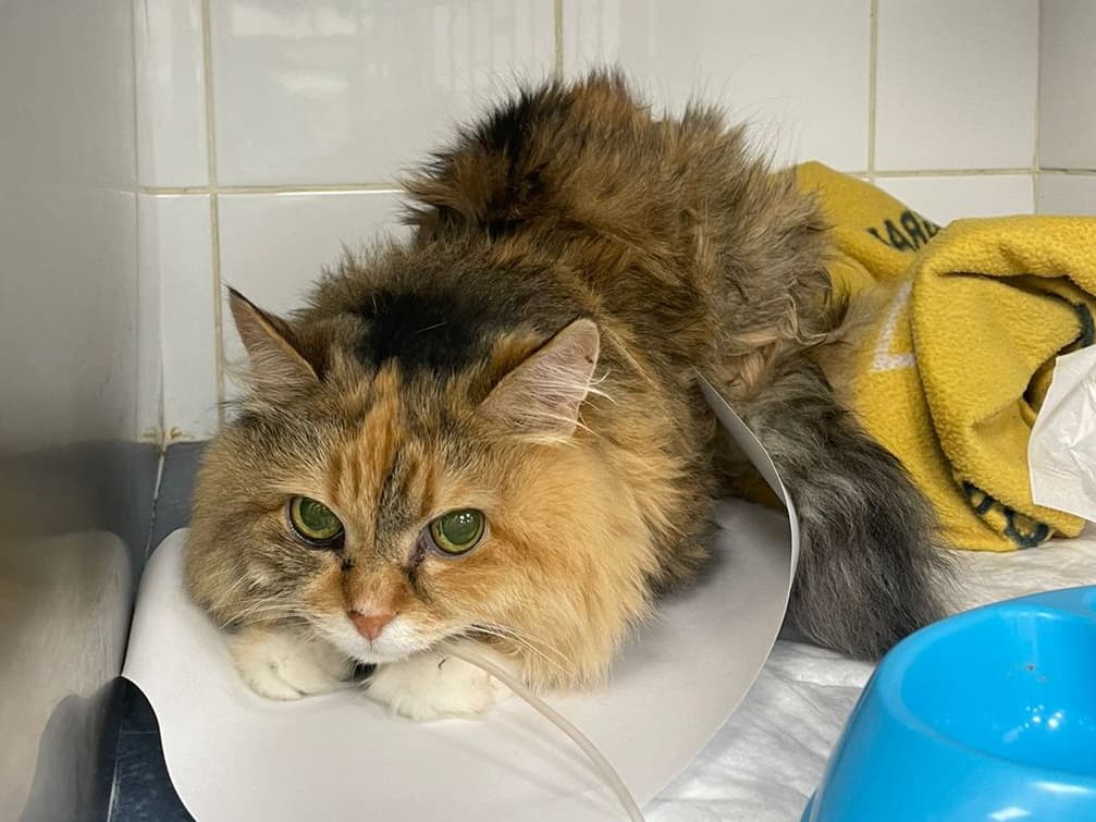 «Люблю рыбов и листочки». Кошка поступила в ветклинику с трогательной инструкцией от хозяев