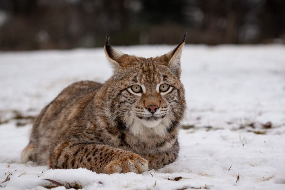 Жители Каменска-Уральского обнаружили рысь на дворовой территории
