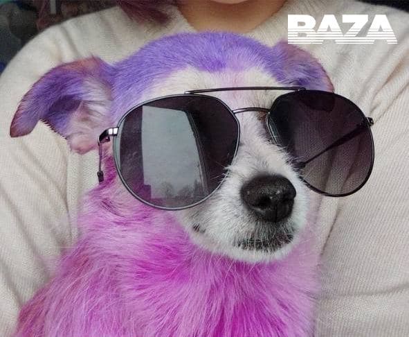 «Главное, не в радугу»: россияне увлеклись перекрашиванием кошек и собак