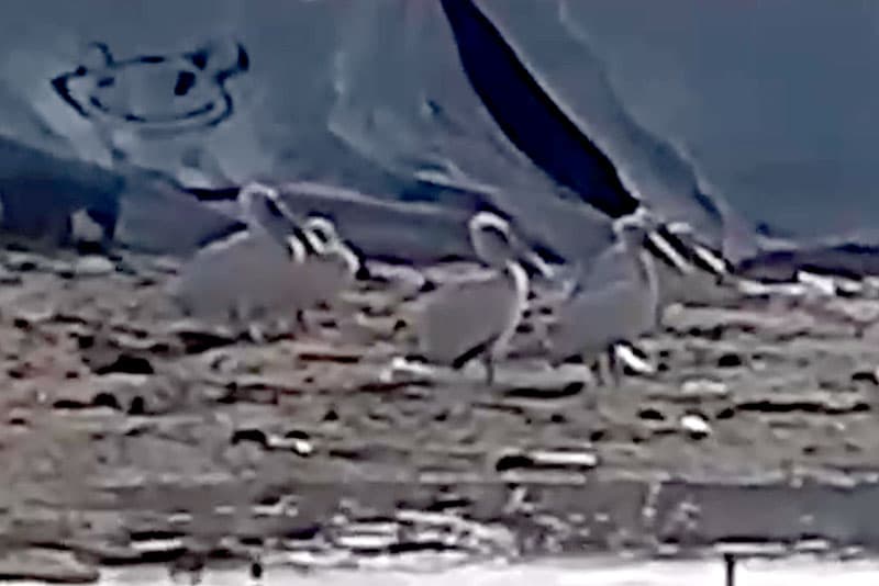 Редкие гости: пеликаны заселились в Каменске-Уральском, удивляя местных жителей. Видео