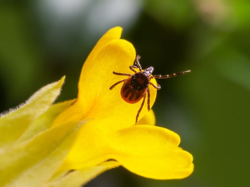 Эксперты назвали эффективное средство от клещей, которое намного дешевле распылителей