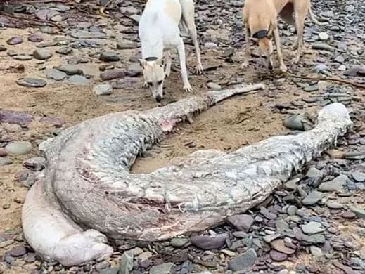 Жители Ирландии обнаружили на пляже жуткого монстра 