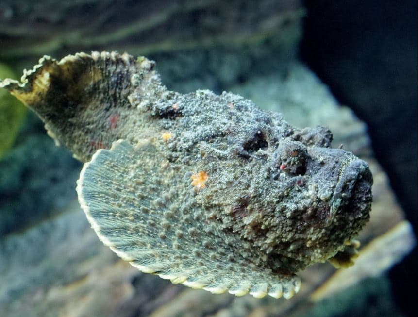 Загадочная рыба искусала российского туриста на Маврикии