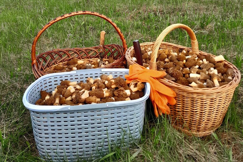 «Снег стал удобрением». В лесах под Каменском-Уральским обнаружили небывалый урожай весенних грибов