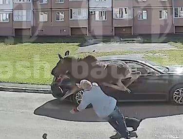 В Башкирии лось забежал в город и сбил женщину с ног