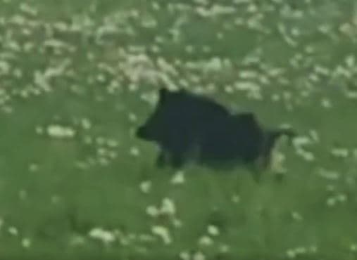 Под Санкт-Петербургом между многоэтажными домами повадился бегать кабан