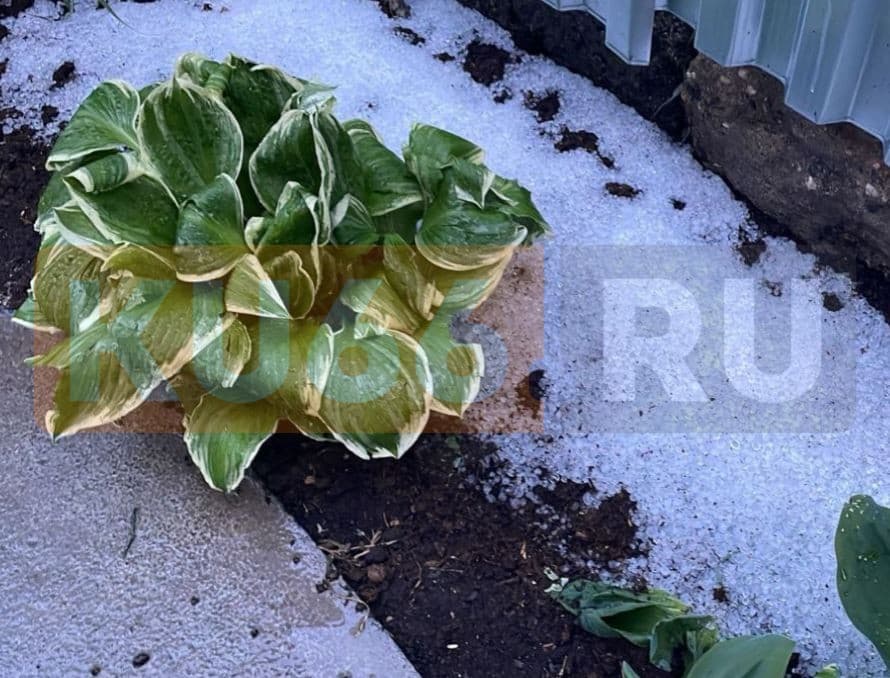 «Побил весь цвет»: Под Каменском-Уральским прошёл град