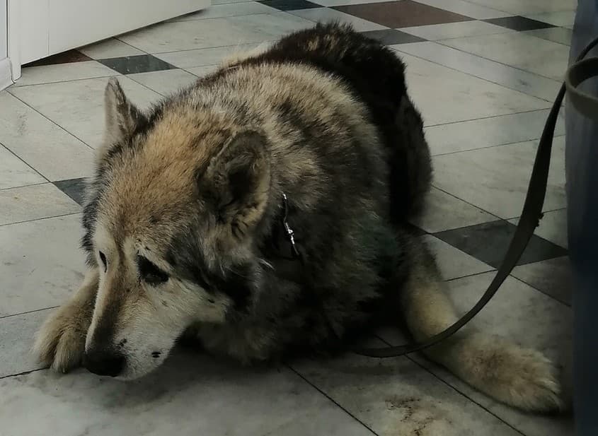 Уральский Хатико: свердловчане спасли старого пса, которого чуть не убил хозяин