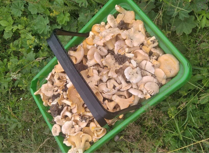 Три корзины лисичек: грибники в поселке Ачит собрали несколько килограммов грибов