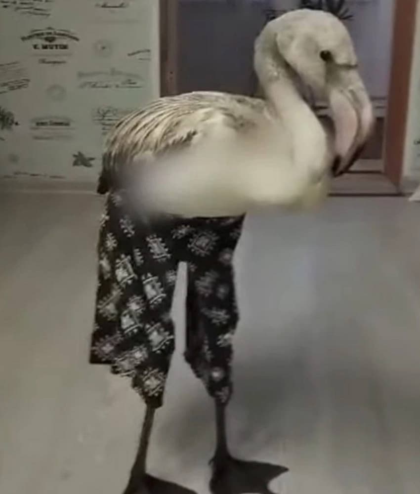 Милота дня: знаменитого фламинго в штанишках привезли в екатеринбургский зоопарк