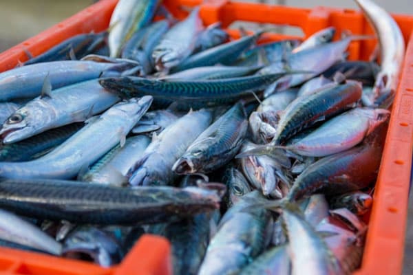 Урал увеличил экспорт морепродуктов в Казахстан почти в два раза