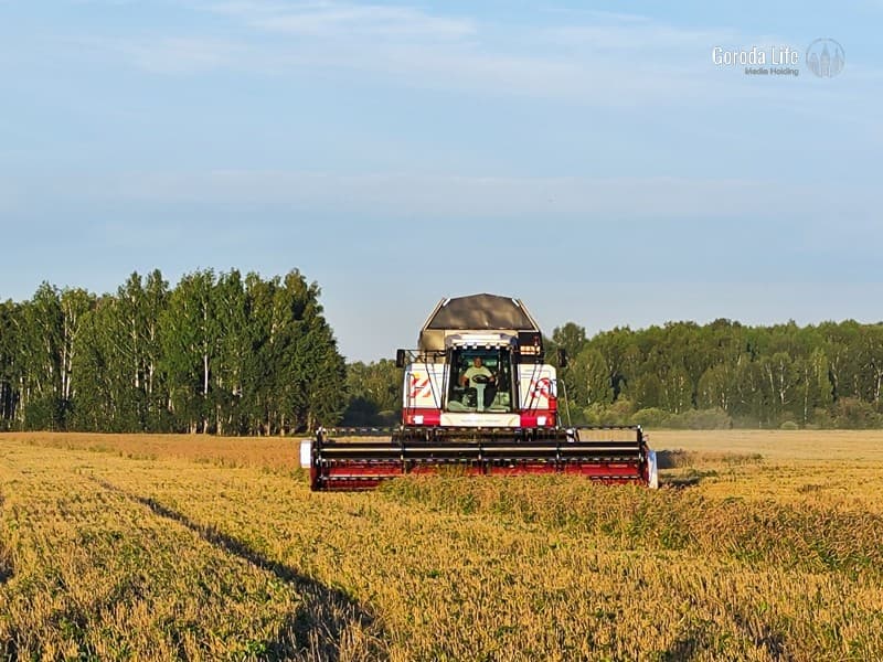 Из-за погоды в России погибло больше миллиона гектар урожая
