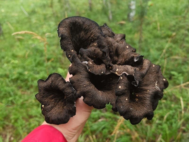 Два ведра черных лисичек: свердловчане делятся местами с редкими грибами