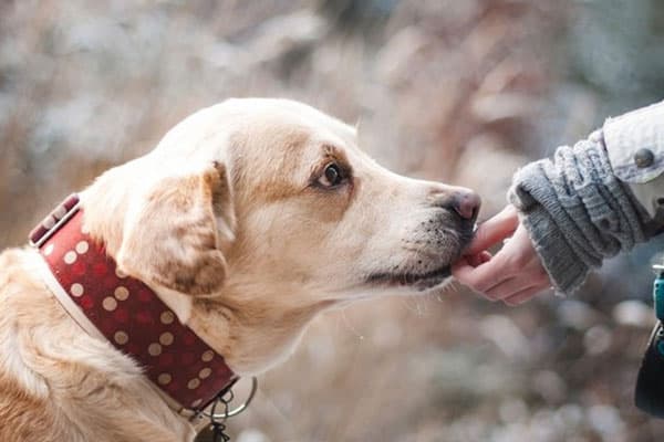 Китайский зоопарк выдавал двух перекрашенных собак за панд