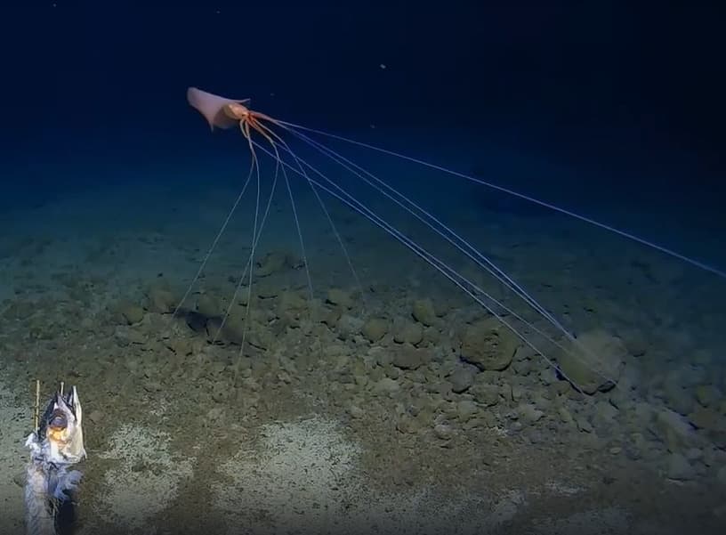 Нечто на дне океана: ученые нашли редчайшего кальмара с 8-метровыми щупальцами