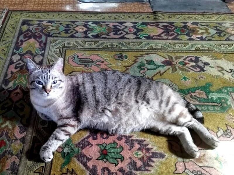 Кот-принц за полмиллиона: в Каменске-Уральском хозяйка продает питомца королевских кровей