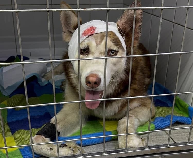 Неравнодушие уральцы спасли хаски от смерти в мусорном баке 