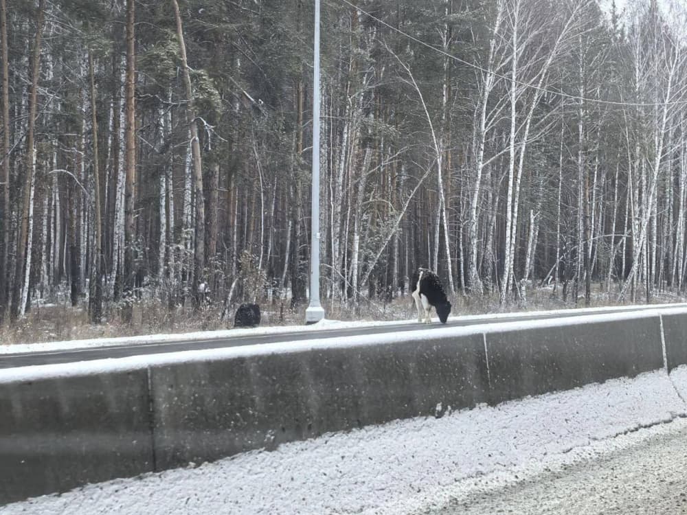 Коровы повысили аварийность, слизав соль с уральской трассы