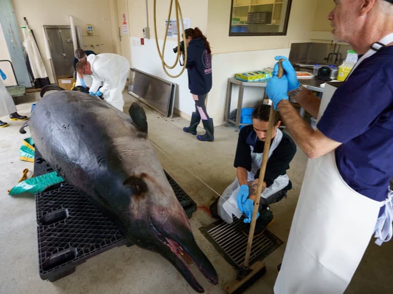 Кит, считавшийся вымершим, найден на берегах Новой Зеландии