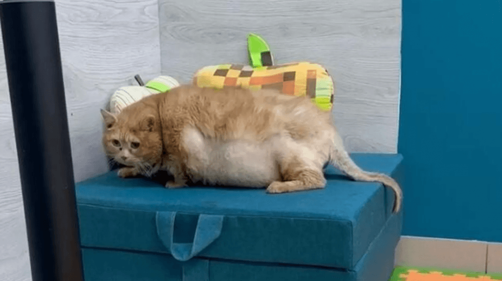 Стало известно от чего скончался кот Крошик, за похудением которого следила вся страна 