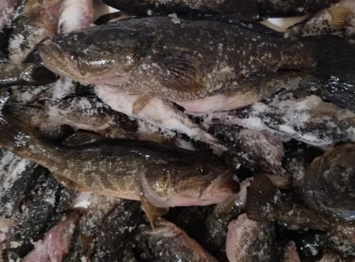 «Ловили на куриную ножку и сало»: на Урале рыбаки выловили 171 рыбу на одной рыбалке